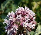 Butterfly Flower - Asclepias syriaca L.