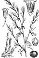 Garden Asparagus - Asparagus officinalis L.