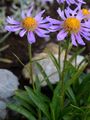 Alpen-Aster - Aster alpinus L.