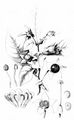 Schwarze Tollkirsche - Atropa bella-donna L.