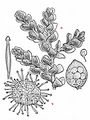 Carolina Azolla - Azolla cristata Kaulf.
