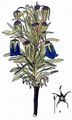 Alpen-Glockenblume - Campanula alpina Jacq.