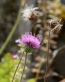 Alpine Thistle - Carduus defloratus L.