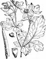 Gewöhnliches Schöllkraut - Chelidonium majus L.