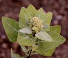 Stinking Goosefoot - Chenopodium vulvaria L.