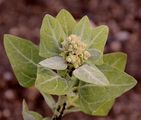 Stinking Goosefoot - Chenopodium vulvaria L. 