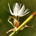 Großer Knorpellattich - Chondrilla juncea L.