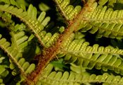 Scaly Male-Fern - Dryopteris affinis (Lowe) Fraser-Jenk.