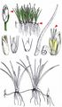 Dwarf Spike-Rush - Eleocharis parvula (Roem. & Schult.) Bluff & al.