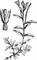 Gauchheilblättriges Weidenröschen - Epilobium anagallidifolium Lam.