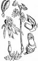 Ghost Orchid - Epipogium aphyllum Sw.