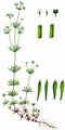 Sudeten Bedstraw - Galium sudeticum Tausch