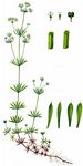 Mährisches Labkraut - Galium valdepilosum Heinr. Braun 