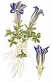 Stemless Gentian - Gentiana acaulis L.