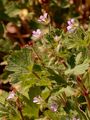 Schlitzblättriger Storchschnabel - Geranium dissectum L.