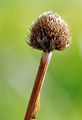 Nacktstenglige Kugelblume - Globularia nudicaulis L.