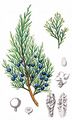 Stink-Wacholder - Juniperus sabina L.