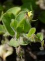 Round-Leaved Fluellen - Kickxia spuria (L.) Dumort.