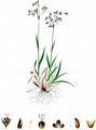 Smooth Wood-Rush - Luzula glabrata (Hoppe) Desv.