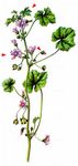 Weg-Malve - Malva neglecta Wallr. 