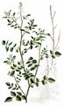 Water-Cress - Nasturtium officinale W. T. Aiton