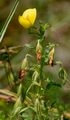 Yellow Restharrow - Ononis natrix L.