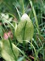 Adder's-Tongue - Ophioglossum vulgatum L.