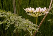 Strahlen-Breitsame - Orlaya grandiflora (L.) Hoffm.