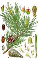 Scots Pine - Pinus sylvestris L.
