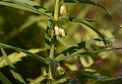 Whorled Solomon's-Seal - Polygonatum verticillatum (L.) All.