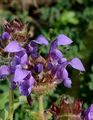 Large-Flowered Selfheal - Prunella grandiflora (L.) Scholler