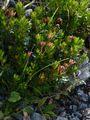 Dwarf Alpenrose - Rhodothamnus chamaecistus (L.) Rchb.