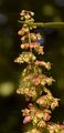 Garten-Ampfer - Rumex patientia L.