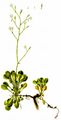 Lesser Londonpride - Saxifraga cuneifolia L.