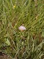 Small-Flowered Viper's Grass - Scorzonera parviflora Jacq.