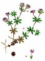 Field Madder - Sherardia arvensis L.