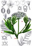 Großer Merk - Sium latifolium L. 