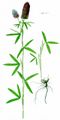 Purpur-Klee - Trifolium rubens L.