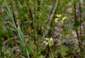 Tower Mustard - Turritis glabra L.