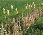 Bulrush - Typha latifolia L.