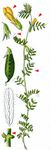 Gelbe Wicke - Vicia lutea L. 