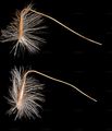 Spear Grass - Achnatherum calamagrostis (L.) P. Beauv.