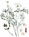 Bullwort - Ammi majus L.