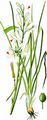 St Bernard's Lily - Anthericum liliago L.