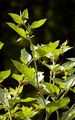 Schwarze Tollkirsche - Atropa bella-donna L.