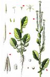Steifes Barbarakraut - Barbarea stricta Andrz. 