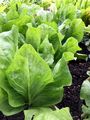 Chicory - Cichorium intybus L.