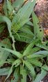 Melancholy Thistle - Cirsium heterophyllum (L.) Hill