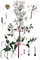 Ground Virginsbower - Clematis recta L.
