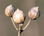 Coriander - Coriandrum sativum L.